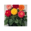 Karışık Renkli Bodur Mini Çiçekli Yıldız Dahlia Tohumu - 5 Tohum