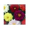 Karışık Renkli Bodur Mini Çiçekli Yıldız Dahlia Tohumu - 5 Tohum