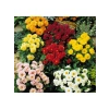 Karışık Renkli Bodur Mini Çiçekli Yıldız Dahlia Tohumu - 5 Tohum