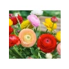 Karışık Renkli Katmerli Büyük Çiçekli Şakayık Tohumu - 5 Adet