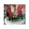 Karışık Salvia Ateş Çiçeği Tohumu - 30 Tohum