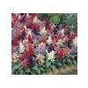 Karışık Salvia Ateş Çiçeği Tohumu - 30 Tohum