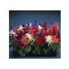 Karışık Salvia Ateş Çiçeği Tohumu - 30 Tohum