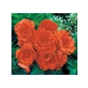 Katmerli Begonya Tohumu - Kırmızı Yaprak (8 Tohum)