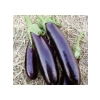 Kemer Patlıcan Tohumu - 5 Gram