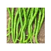 Kıl Tatlı Biber Tohumu - Çoklu Seçenek - 5 Gram
