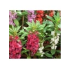 Kına Çiçeği - 75 Tohum (Karışık Renk)