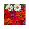 Kirli Hanım Zinnia Tohumu (Mini Çiçekli, Karışık Renkli) - 5 Adet
