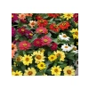Kirli Hanım Zinnia Tohumu (Mini Çiçekli, Karışık Renkli) - 5 Adet