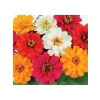 Kirli Hanım Zinnia Tohumu (Mini Çiçekli, Karışık Renkli) - 5 Adet