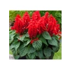 Kırmızı Ateş Çiçeği - Salvia F1 Tohumu - 30 Adet