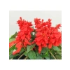 Kırmızı Ateş Çiçeği - Salvia F1 Tohumu - 30 Adet