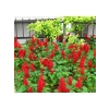 Kırmızı Ateş Çiçeği - Salvia F1 Tohumu - 30 Adet