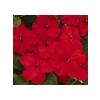Kırmızı Cam Güzeli F1 Tohumu - 20 Tohum