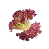 Kırmızı Kıvırcık Marul Tohumu - 5 Gram