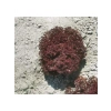 Kırmızı Kıvırcık Marul Tohumu - 5 Gram