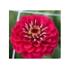 Kırmızı Zinnia Kirli Hanım Tohumu - Dev Çiçekli, Uzun Boylu - 5 Tohum
