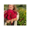 Kırmızı Zinnia Kirli Hanım Tohumu - Dev Çiçekli, Uzun Boylu - 5 Tohum