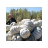 Kış Kabak Tohumu - 10 Gram