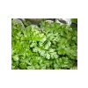 Kişniş Tohumu (10 gr)