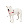 Konforlu ve Güvenli Köpek Koşum Takımı