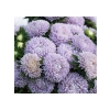 Lavanta Renkli Aster Kasımpatı Tohumu - 20 Tohum