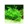 Lilaeopsis Novaezelandiae Saksı Canlı Bitki