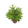 Limnophila Aromatica Saksı Canlı Bitki