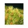 Limnophila Aromatica Saksı Canlı Bitki