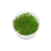 Ludwigia Mini Super Red In Vitro - Canlı Bitki 200cc