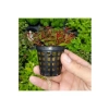 Ludwigia Mini Super Red Saksı Canlı Bitki