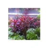 Ludwigia Peruensis In Vitro Canlı Bitki