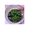 Ludwigia Peruensis In Vitro Canlı Bitki