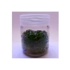Ludwigia Peruensis In Vitro Canlı Bitki