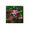 Ludwigia Repens Rubin Saksı Canlı Bitki - TR-P292