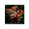Ludwigia Repens Rubin Saksı Canlı Bitki - TR-P292