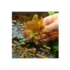 Ludwigia Sphaerocarpa Saksı Canlı Bitkisi