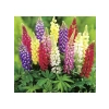 Lupinus Acı Bakla Çiçeği Tohumu - 5 Adet
