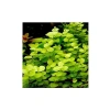 Lysimachia Nummularia Aurea Saksı Canlı Bitki