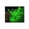 Lysimachia Sp Green Saksı Canlı Bitkisi - Doğal Akvaryum Dekorasyonu