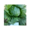 Marul Iceberg Çoklu Tohum, 3 Gram
