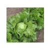 Marul Iceberg Çoklu Tohum, 3 Gram