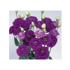 Mavi Renkli Katmerli Bodur Lisianthus Çiçeği Tohumu - 5 Tohum