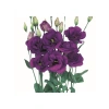 Mavi Renkli Katmerli Bodur Lisianthus Çiçeği Tohumu - 5 Tohum