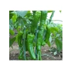 Mazamort Biber Tohumu - 5 Gram