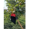 Meyve Toplama Aleti, Pratik ve Kullanışlı