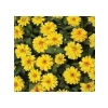 Mini Çiçekli Kirli Hanım Zinnia Tohumu - Sarı Kırmızı Renk - 5 Adet