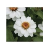 Mini Çok Çiçekli Beyaz Zinnia Tohumu - 8 Tohum