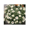 Mini Çok Çiçekli Beyaz Zinnia Tohumu - 8 Tohum
