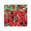 Mini Çok Çiçekli Kırmızı Zinnia Tohumu - 8 Adet